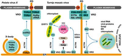 A sword or a buffet: plant endomembrane system in viral infections